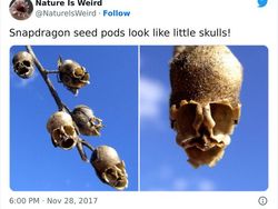 Keanehan di Alam yang Terekam Kamera, Bikin Melotot