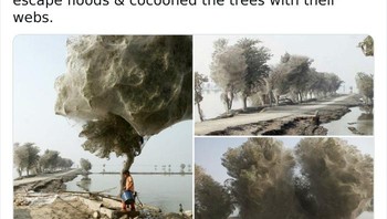 Jutaan laba-laba naik ke pepohonan di Pakistan untuk menghindari banjir & menyelubungi pepohonan dengan jaringnya. Foto: Twitter/NaturelsWeird