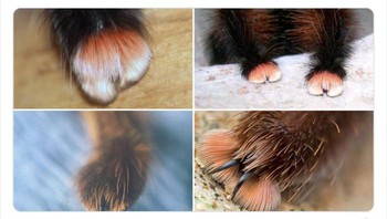 Cakar laba-laba kecil yang menggemaskan! Foto: Twitter/NaturelsWeird