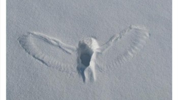 Jejak burung hantu saat menangkap tikus. Foto: Twitter/NaturelsWeird
