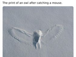 Keanehan di Alam yang Terekam Kamera, Bikin Melotot