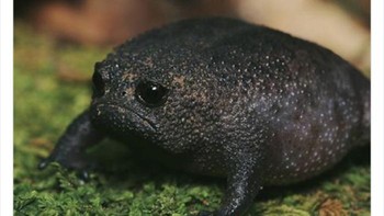 Katak yang mirip alpukat bermuka sedih. Foto: Twitter/NaturelsWeird