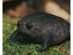 Keanehan di Alam yang Terekam Kamera, Bikin Melotot