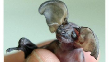 Bayi kelelawar terlihat seperti gremlin! Foto: Twitter/NaturelsWeird