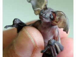 Keanehan di Alam yang Terekam Kamera, Bikin Melotot