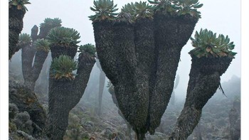 Giant Groundsels, tumbuhan prasejarah yang ditemukan di puncak Gunung Kilimanjaro. Foto: Twitter/NaturelsWeird