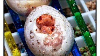Ular hognose kembar yang baru lahir! Foto: Twitter/NaturelsWeird