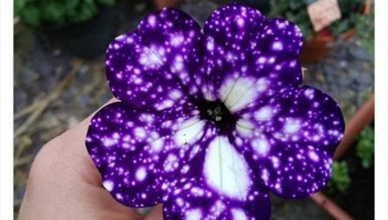 Bunga night sky petunia termasuk dalam jenis bunga petunia, yaitu tumbuhan berbunga dari famili Solananceae yang punya bunga berbentuk terompet. Foto: Twitter/NaturelsWeird