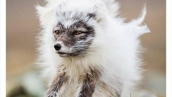 Seekor Rubah Arktik sedang dalam proses mengganti mantel musim panasnya menjadi mantel musim dingin.  Foto: Twitter/NaturelsWeird