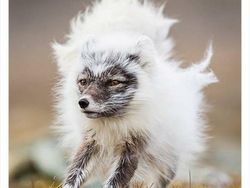 Keanehan di Alam yang Terekam Kamera, Bikin Melotot