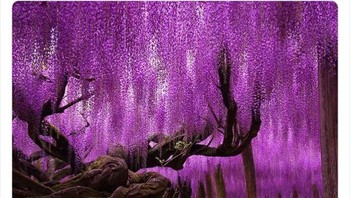 Pohon Wisteria di Jepang usianya sudah 149 tahun. Foto: Twitter/NaturelsWeird