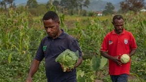 Petani Papua Bakal Dapat Pasokan Benih Sayur dari Jabar