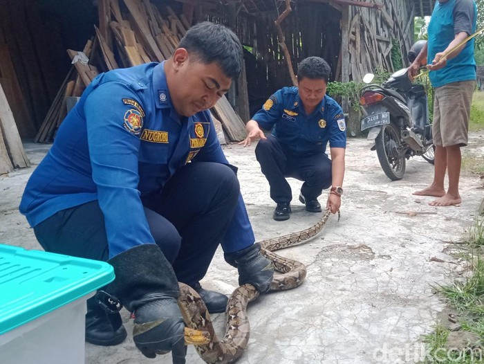 Tim Damkar Satpol-PP Pemkab Klaten mengevakuasi ular piton di Desa Ngemplak, Kalikotes, Klaten, Kamis (16/3/2023).