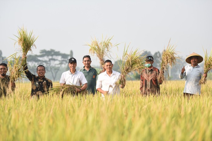 Walkot Kediri Panen Raya Padi, Hasilkan 7-8 Ton Per Hektare