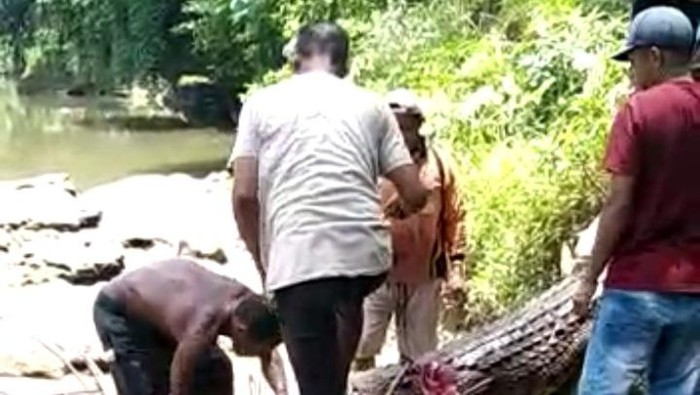 Warga menangkap buaya 4 meter yang menerkam wanita paruh baya di Buton Utara, Sulawesi Tenggara.
