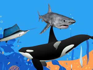 Infografis: 10 Hewan Laut Tercepat di Dunia