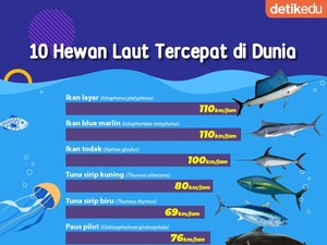 10 Hewan Tercepat di Lautan, Ada yang Tembus 110 KM/Jam