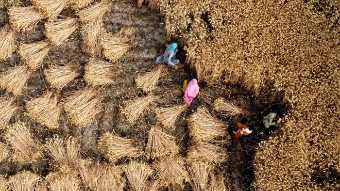HYDERABAD, PAKISTAN - MARCH 12: An aerial view of Pakistani farmers harvesting wheat crop at a field in Hyderabad, southern Sindh province, Pakistan on March 12, 2023. Pakistan is amongst the world's top ten producers of wheat, cotton, sugarcane, mango, dates and kinnow oranges, and is ranked 10th in rice production. Major crops (wheat, rice, cotton and sugar cane) contribute around 4.9 per cent, while minor crops contribute 2.1 percent to the country's total GDP. (Photo by Shakeel Ahmed/Anadolu Agency via Getty Images)