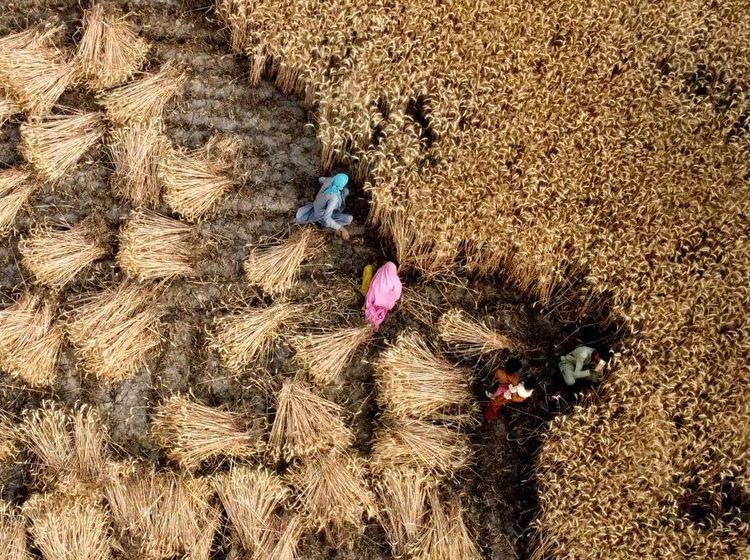 Melihat Panen Gandum di Pakistan