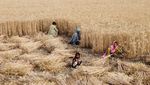Melihat Panen Gandum di Pakistan