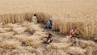 Gandum, kapas, tebu dan beras menjadi tanaman utama yang digarap para petani disana. 