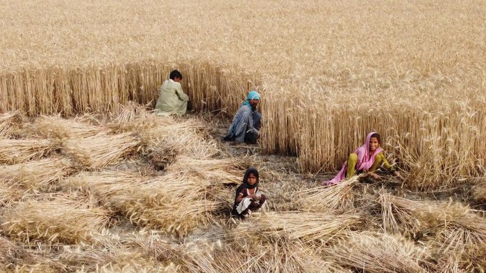 HYDERABAD, PAKISTAN - MARCH 12: An aerial view of Pakistani farmers harvesting wheat crop at a field in Hyderabad, southern Sindh province, Pakistan on March 12, 2023. Pakistan is amongst the world's top ten producers of wheat, cotton, sugarcane, mango, dates and kinnow oranges, and is ranked 10th in rice production. Major crops (wheat, rice, cotton and sugar cane) contribute around 4.9 per cent, while minor crops contribute 2.1 percent to the country's total GDP. (Photo by Shakeel Ahmed/Anadolu Agency via Getty Images)