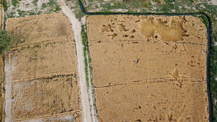 1248205843 HYDERABAD, PAKISTAN - MARCH 12: An aerial view of Pakistani farmers harvesting wheat crop at a field in Hyderabad, southern Sindh province, Pakistan on March 12, 2023. Pakistan is amongst the world's top ten producers of wheat, cotton, sugarcane, mango, dates and kinnow oranges, and is ranked 10th in rice production. Major crops (wheat, rice, cotton and sugar cane) contribute around 4.9 per cent, while minor crops contribute 2.1 percent to the country's total GDP. (Photo by Shakeel Ahmed/Anadolu Agency via Getty Images)