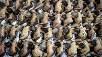 Anggota geng menunggu untuk dibawa ke sel mereka setelah 2.000 anggota geng dipindahkan ke Pusat Pengurungan Terorisme di Tecoluca, El Salvador, Rabu (15/3/2023). (Press Secretary Of The Presidency Of El Salvador/REUTERS)