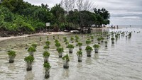 Dalam foto udara ini terlihat pohon bakau yang ditanam oleh masyarakat sebagai upaya untuk memperlambat erosi yang disebabkan oleh naiknya permukaan air laut yang terlihat di Pulau Pari di gugusan Kepulauan Seribu. - Pemerhati lingkungan mengatakan sebagian besar pulau seluas 42 hektar (103 hektar) dapat tenggelam pada tahun 2050 karena naiknya permukaan air laut. Bay Ismoyo/AFP/Getty Images  