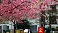 Seorang pria mengambil foto bunga sakura di Tokyo, Jepang 13 Maret 2023. Sakura di Jepang mekar 10 hari lebih cepat dari rata-rata tahunan. Ini sama dengan tahun 2020 dan 2021 serta merupakan yang paling cepat sejak data mulai tercatat pada 1953. Seorang pengamat resmi di Tokyo mengatakan bahwa pemanasan global kemungkinan merupakan salah satu faktor penyebabnya. REUTERS/Kim Kyung-Hoon