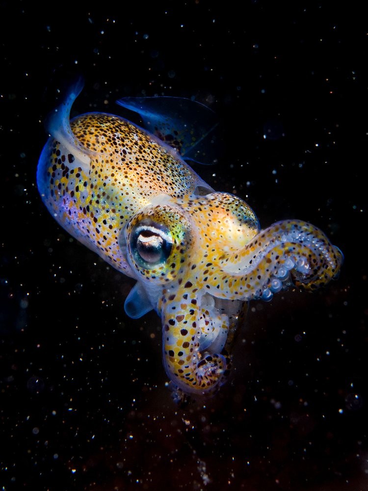 British Wildlife Photography Awards 2023