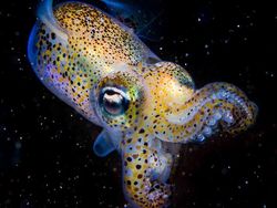 Karya Jawara Kontes Foto Hewan British Wildlife Photography Bikin Terkesima
