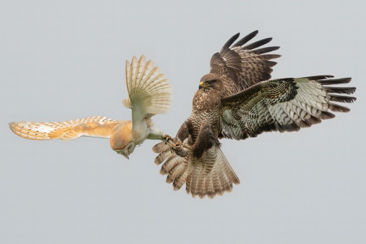 British Wildlife Photography Awards 2023