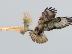Karya Jawara Kontes Foto Hewan British Wildlife Photography Bikin Terkesima