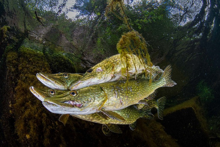 British Wildlife Photography Awards 2023