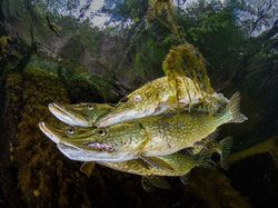 Karya Jawara Kontes Foto Hewan British Wildlife Photography Bikin Terkesima