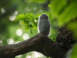 Karya Jawara Kontes Foto Hewan British Wildlife Photography Bikin Terkesima