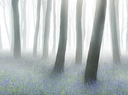 Karya Jawara Kontes Foto Hewan British Wildlife Photography Bikin Terkesima