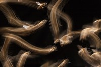 British Wildlife Photography Awards 2023