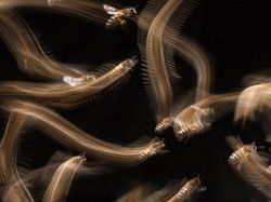 Karya Jawara Kontes Foto Hewan British Wildlife Photography Bikin Terkesima