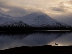 Karya Jawara Kontes Foto Hewan British Wildlife Photography Bikin Terkesima