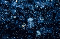 British Wildlife Photography Awards 2023