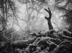 Karya Jawara Kontes Foto Hewan British Wildlife Photography Bikin Terkesima