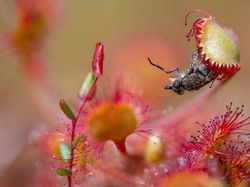 Karya Jawara Kontes Foto Hewan British Wildlife Photography Bikin Terkesima