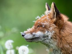 Karya Jawara Kontes Foto Hewan British Wildlife Photography Bikin Terkesima