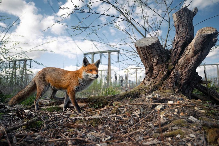British Wildlife Photography Awards 2023 British Wildlife Photography Awards 2023