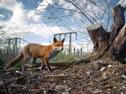 Karya Jawara Kontes Foto Hewan British Wildlife Photography Bikin Terkesima