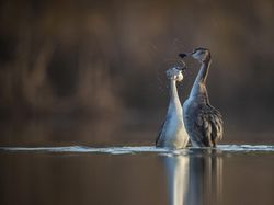 Karya Jawara Kontes Foto Hewan British Wildlife Photography Bikin Terkesima