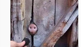 Kira-kira menyala tidak ya ketika dicolokan? Foto: Twitter/Bizarre_Content