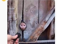 Deretan Foto Aneh yang Dibagikan Netizen Bikin Geleng-geleng